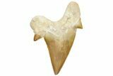 Fossil Shark Tooth (Otodus) - Morocco #226899-1